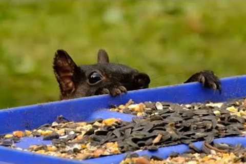 Sunday Morning Seed Buffet for Chipmunks and Squirrels - Aug 22, 2021