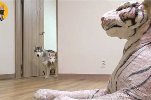 Husky Pranked By Tiger - Funny Pets Reaction Videos | Pets House