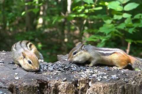 10 hour - Forest Scene Featuring Munks and Squirrels - August 24, 2021