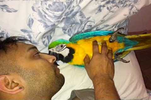 Birds have Special ways of showing Affection to Human ???️ Cute Birds and Humans are Best Friends