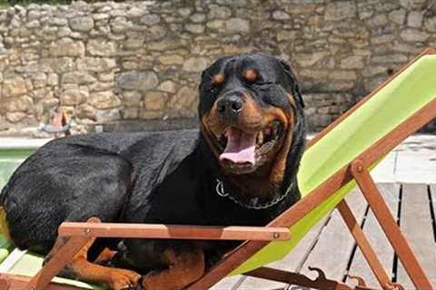 ? YOU WON'T HOLD YOUR LAUGH ? Funny Rottweiler Compilation Videos