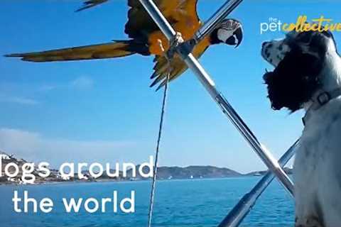 Dogs Around The World