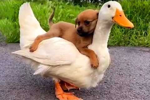 Dog Takes a Ride on Duck  | Funny Pet Videos