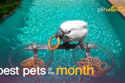 Best Pets of the Month (August 2021)