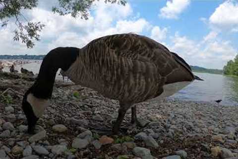 Lakeside Water Birds - 10 Hours - Aug 28, 2021