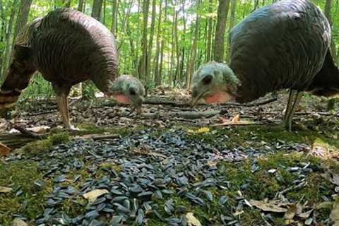 10 hour - Forest Turkeys with Critters - August 30, 2021