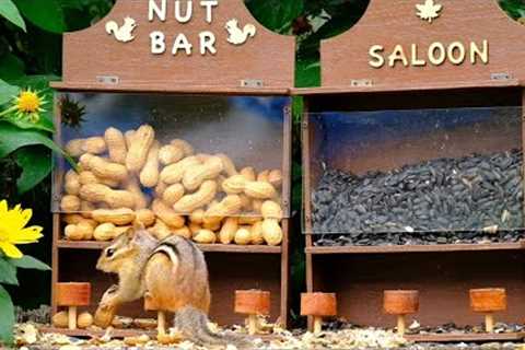 Nut Bar & Saloon Feeder Featuring Chipmunks, Jays and Squirrels - August 31, 2021