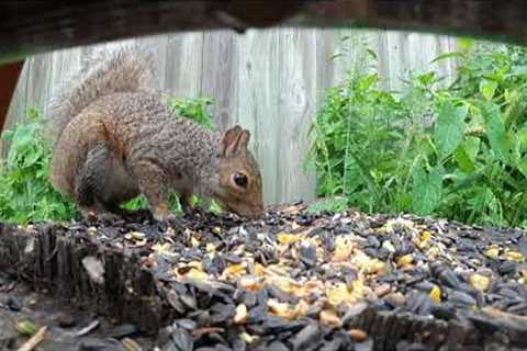 Backyard Squirrels & Cardinals up close - September 1, 2021