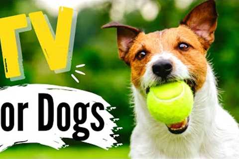 TV for Dogs | Dog Entertainment | Dogs At The PARK |  ⚽? Videos for Dogs | 4K Dog TV