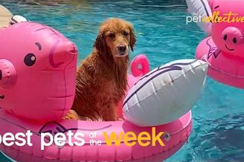 Pool Part Pup | Best Pets of the Week