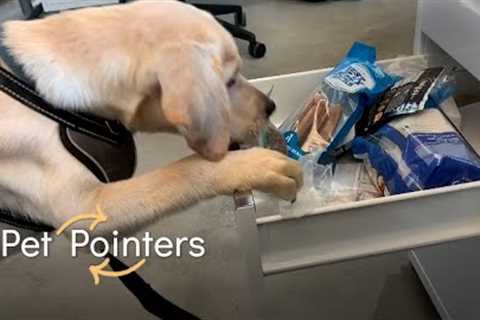 The Office Animal | Pet Pointers