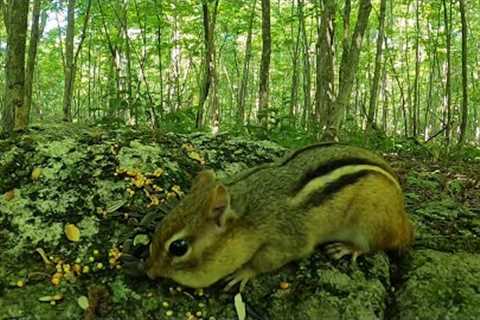 Chipmunks in the Forest - 10 Hours - Sept 4, 2021