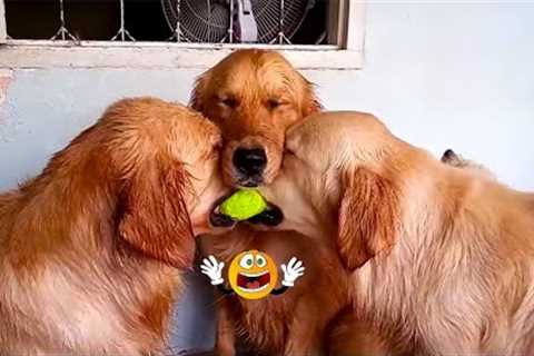 These Golden Retrievers will Make You Burst Into Tears Laughing ?- Funny Dog compilation