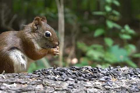 Squirrels Up Close - September 6, 2021