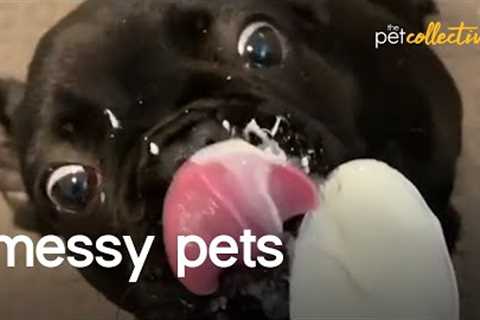 Mega Messy Pets