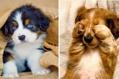 OMG CUTE BABY ANIMALS Videos Compilation CUTEST moment of the animals ? Cute Puppies #20