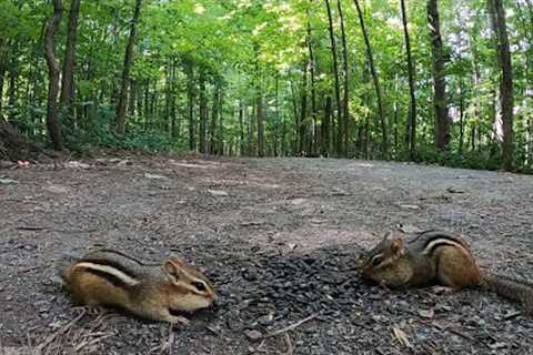 Chipmunk Family Feast - September 8, 2021