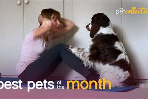 Best Pets of the Month (June 2021)