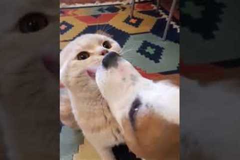 Dog Lick Attacks Cat #shorts