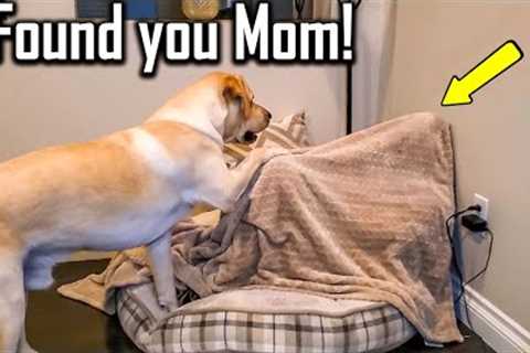 FUNNIEST  DOG - You'll laugh until you're FART with these FUNNY DOG Videos