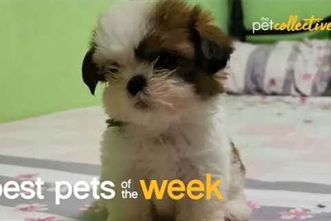 Super Cute Pets| Best Pets of the Week