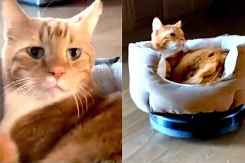 Cats Don't Give A F*** | Funny Pet Videos