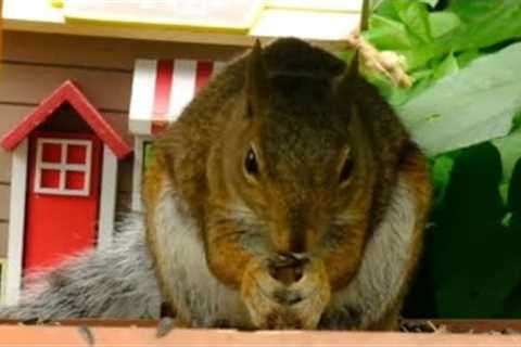 Sunday Morning Brunch for Squirrels - Sept 12, 2021