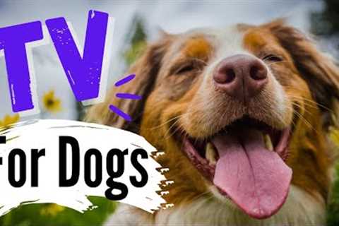 TV for Dogs | Dog Entertainment | ? DOGS IN THE SUN? |  Dog Videos For Dogs To Watch