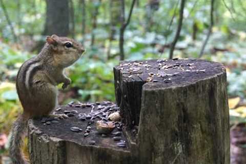 Forest Tree Stump Feeder - September 13, 2021