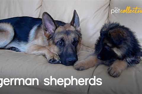 The Greatest German Shepherds