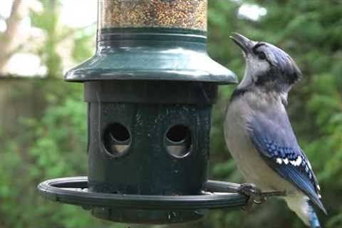 Blue Jays, Cardinals, Woodpeckers and more! September 14, 2021