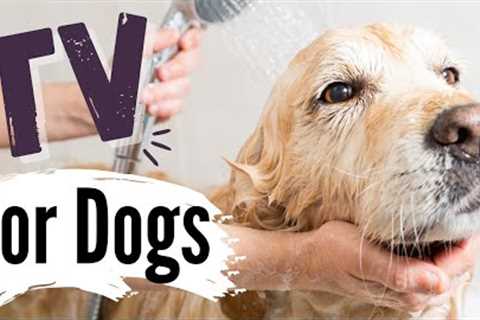 TV for Dogs | Dog Entertainment |? Dogs Having a BATH? |  Dog TV - Videos For Dogs