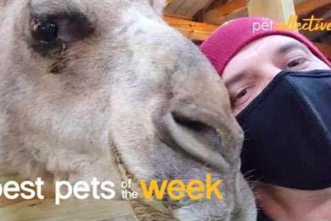 My Best Friend Is A Camel | Best Pets of the Week