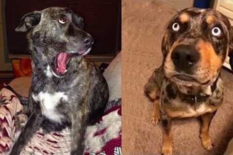 Dogs Actually Understand What You're Saying - FUNNY DOGS REACTION make you CAN'T STOP LAUGH