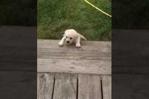 Pup Walks Up Stairs For The First Time! ??