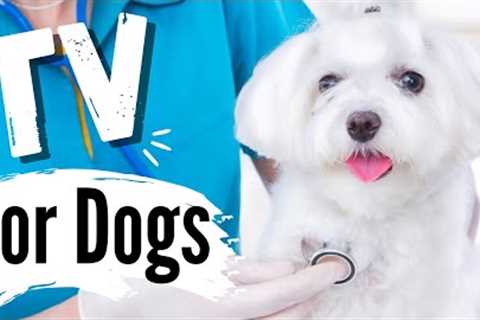 TV for Dogs | Dog Entertainment |? DOGS AT THE VET ? |  Dog TV - Videos For Dogs