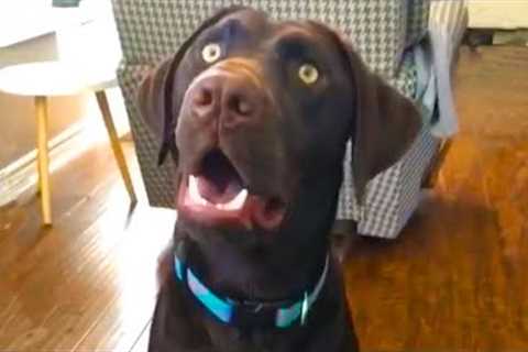 ?Funny Dog Videos 2021? ? TRY NOT TO LAUGH with Dog's Life