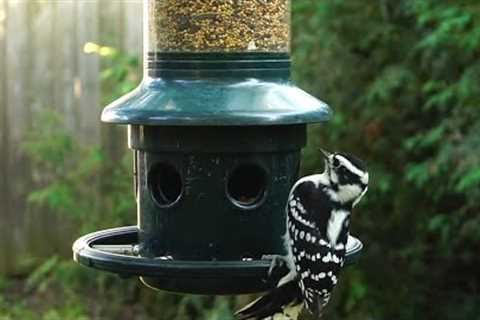 Hanging Backyard Feeder - Woodpeckers, Grackles, Sparrows - September 23, 2021