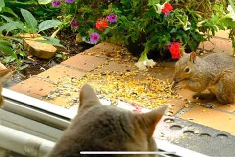 Front Door Friends  - Chipmunks and Squirrels - September 24, 2021