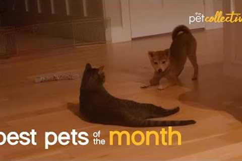 Best Pets of the Month (September 2021)