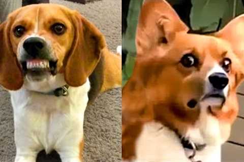 Which Breed Wins: Beagle vs Corgi