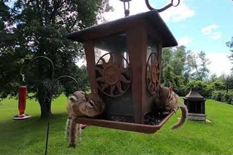 Chipmunks Invade the Bird Feeder - 8 Hours - Sept 26, 2021