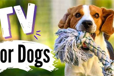 TV for Dogs | Dog Entertainment |? Dogs and TOYS ⚽ |  Dog TV - Videos For Dogs