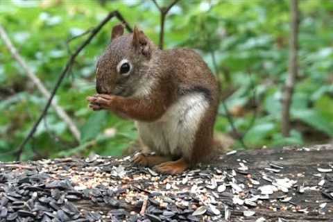 Red Squirrels and Chipmunks - September 27, 2021