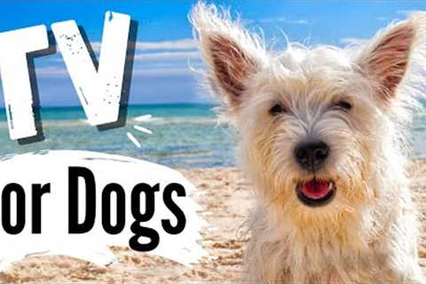 TV for Dogs | Dog Entertainment | Dogs Exploring the OCEAN ? |  Dog TV - Videos For Dogs