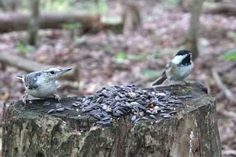 Chickadees, Nuthatches, Squirrels and Chipmunks - September 30, 2021