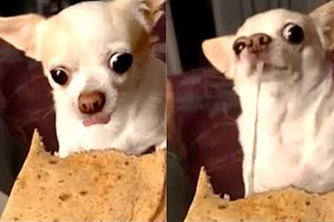 Dog Loves Quesadillas | Funny Pet Videos