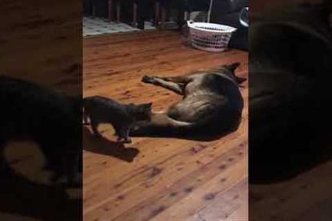 Kitten Wakes Up Dog When September Ends ?