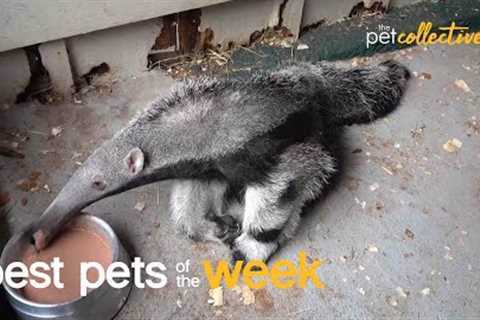 Anteater Buffet | Best Pets of the Week