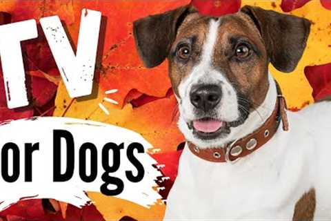 TV for Dogs | Dog Entertainment | Dogs In The FALL LEAVES ?? |  Dog TV - Videos For Dogs